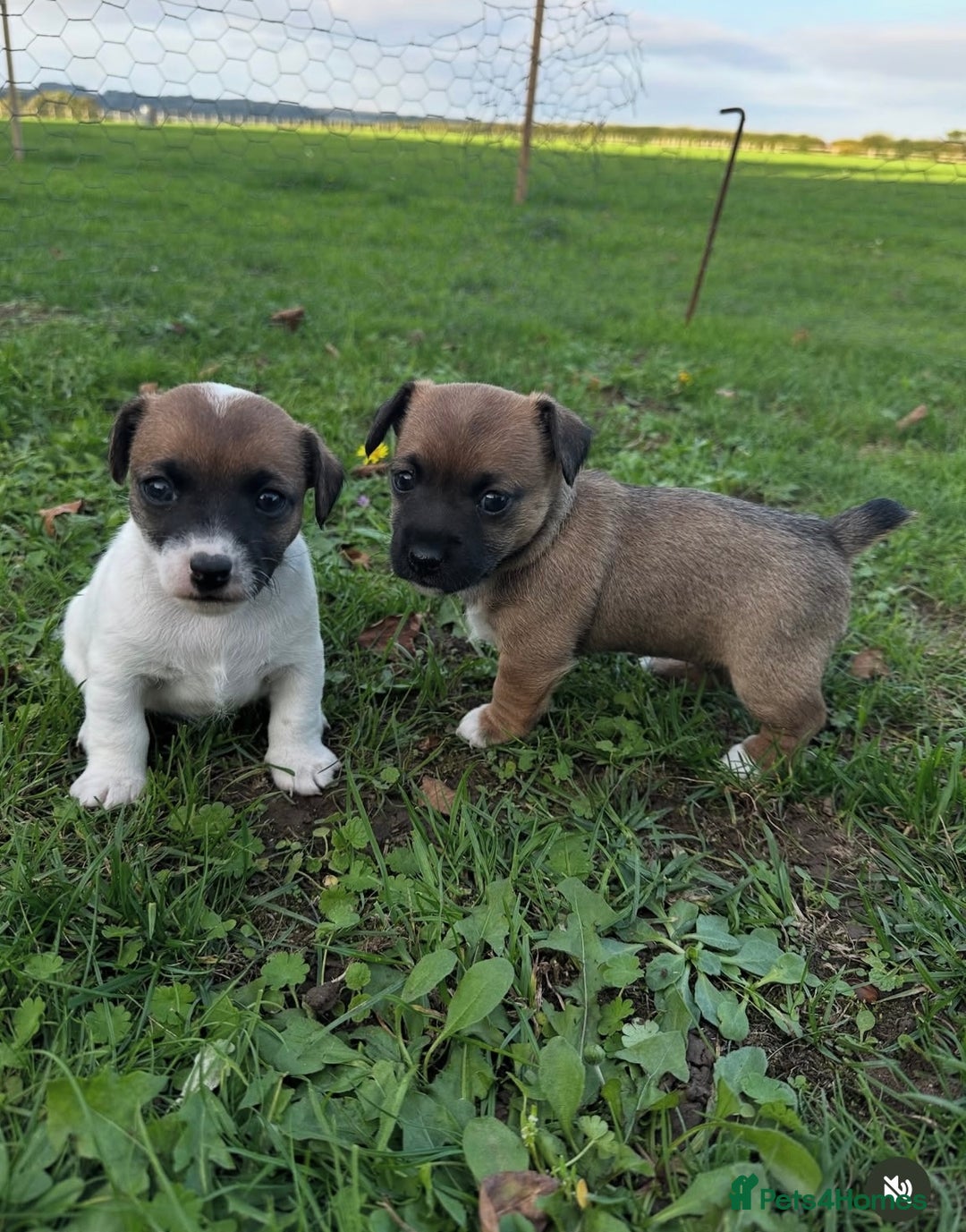 Jack Russell dogs for sale: Very smart Jack Russel puppies ♥️ - Image 4