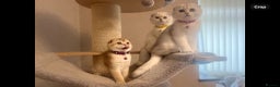 Scottish Fold cats for sale: Beautiful TICA-Reg Scottish Fold Girls - Advert 18