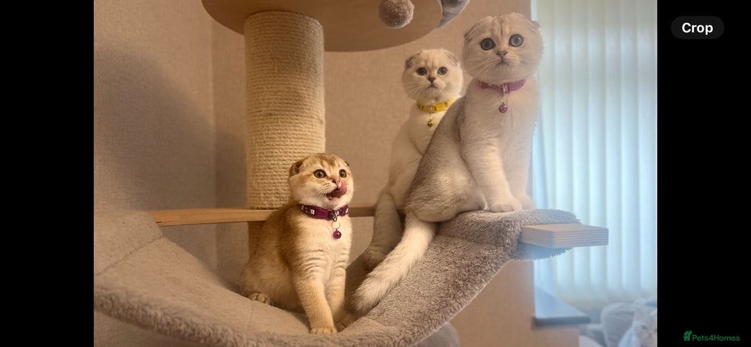 Scottish Fold cats for sale: Beautiful TICA-Reg Scottish Fold Girls - Advert 18