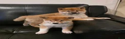 Japanese Shiba Inu dogs for sale: Snuggling Japanese Shiba Inu - Advert 3