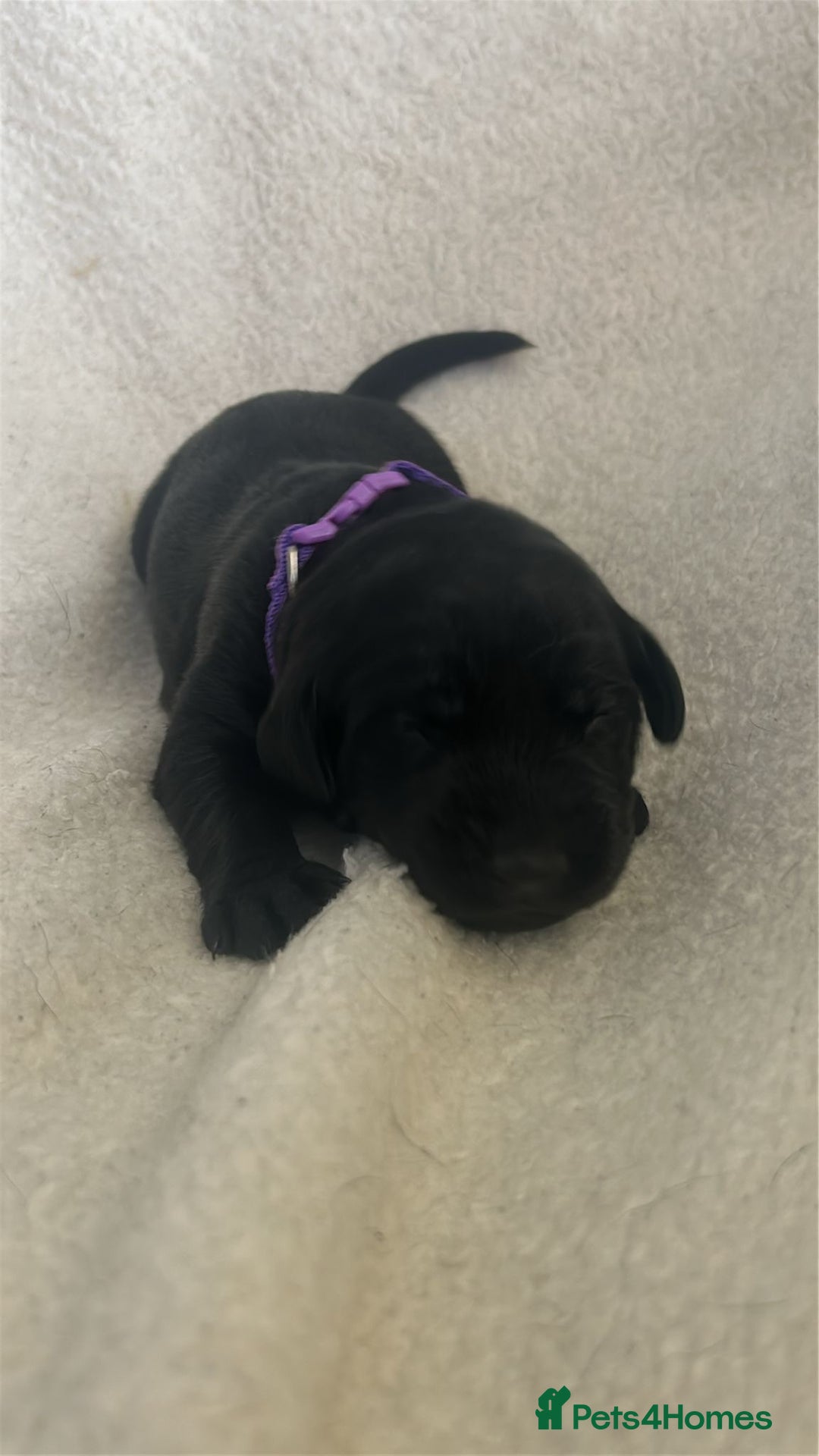 Labrador Retriever dogs for sale: 9 Adorable Labrador Puppies! 2 Pups remaining!  - Advert 4