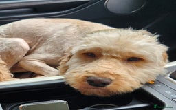 Cockapoo dogs for sale: Handsome Angel Boy Seeking Loving Forever Home. - Image 1