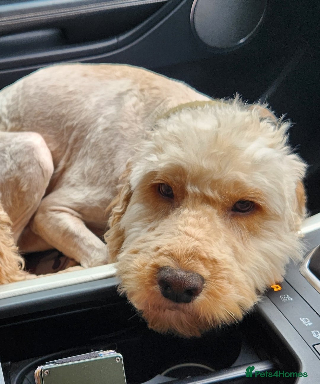 Cockapoo dogs for sale: Handsome Angel Boy Seeking Loving Forever Home. - Image 1