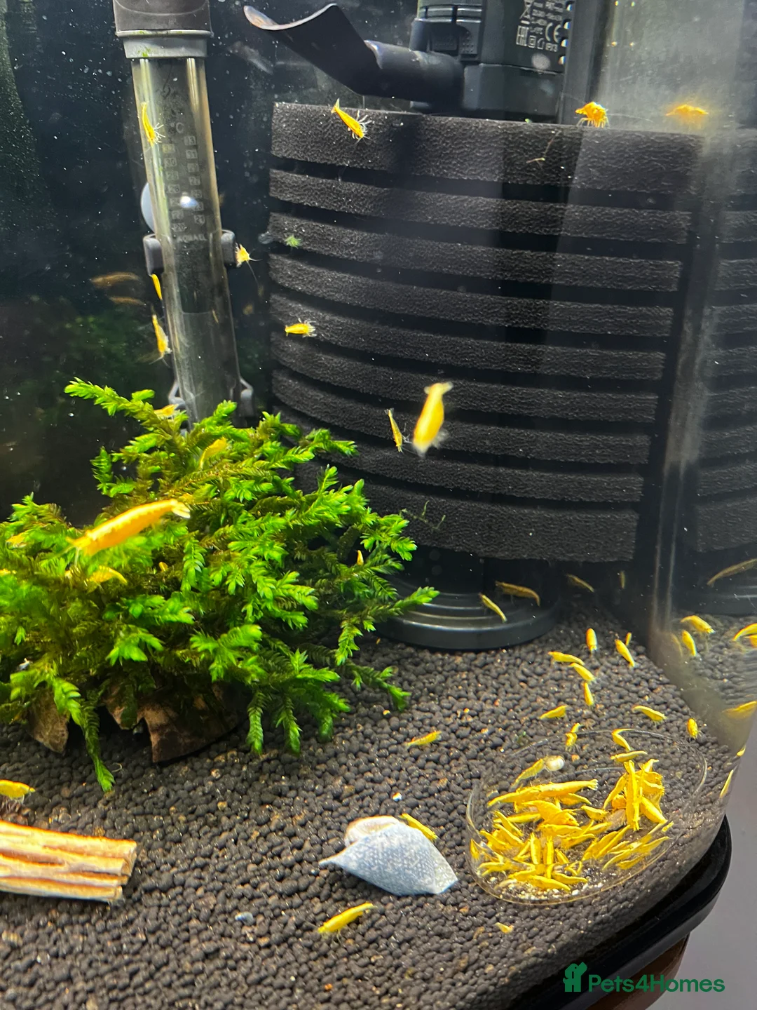 Shrimps fish for sale: Neocaridina Yellow in Peterborough - Advert 2