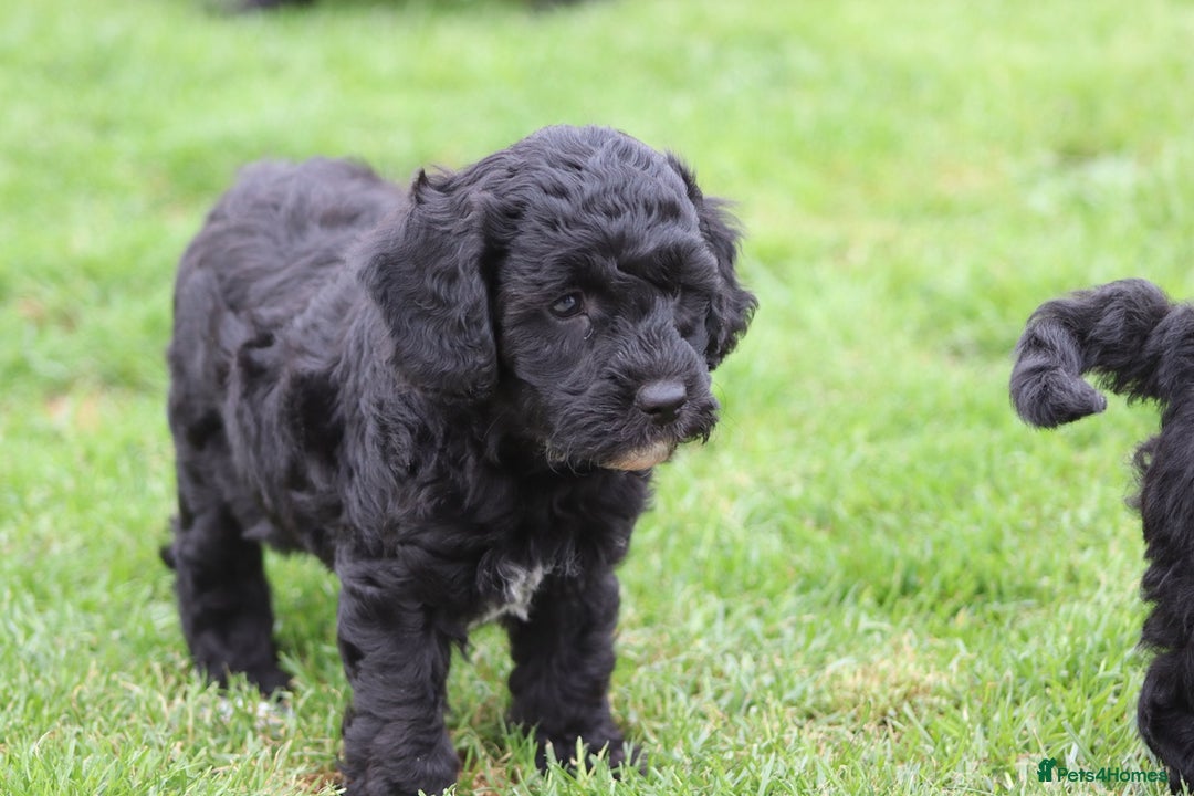Cavapoochon dogs for sale: Beautiful Cavapoochon puppies for sale - Image 24