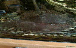 Plecos fish for sale: Pleco  - Image 1