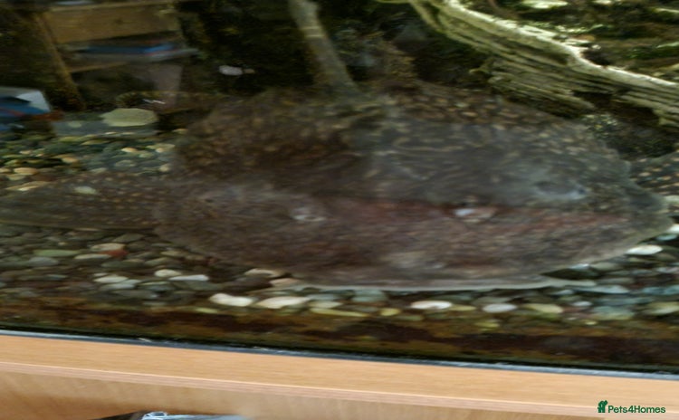 Plecos fish - Advert 1