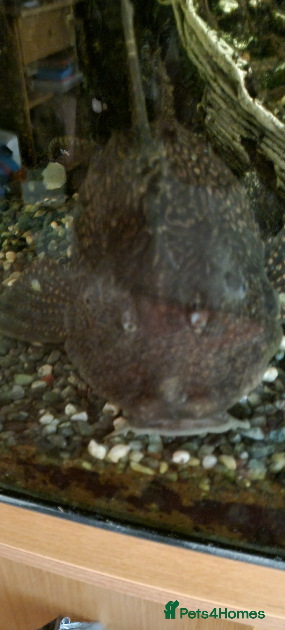 Plecos fish for sale: Pleco  - Image 1