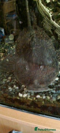 Plecos fish - Advert 4