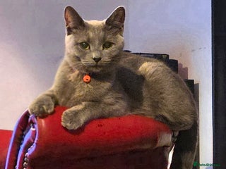 British Shorthair cats - Advert 2