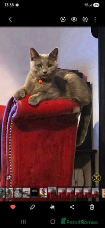 British Shorthair cats - Advert 1