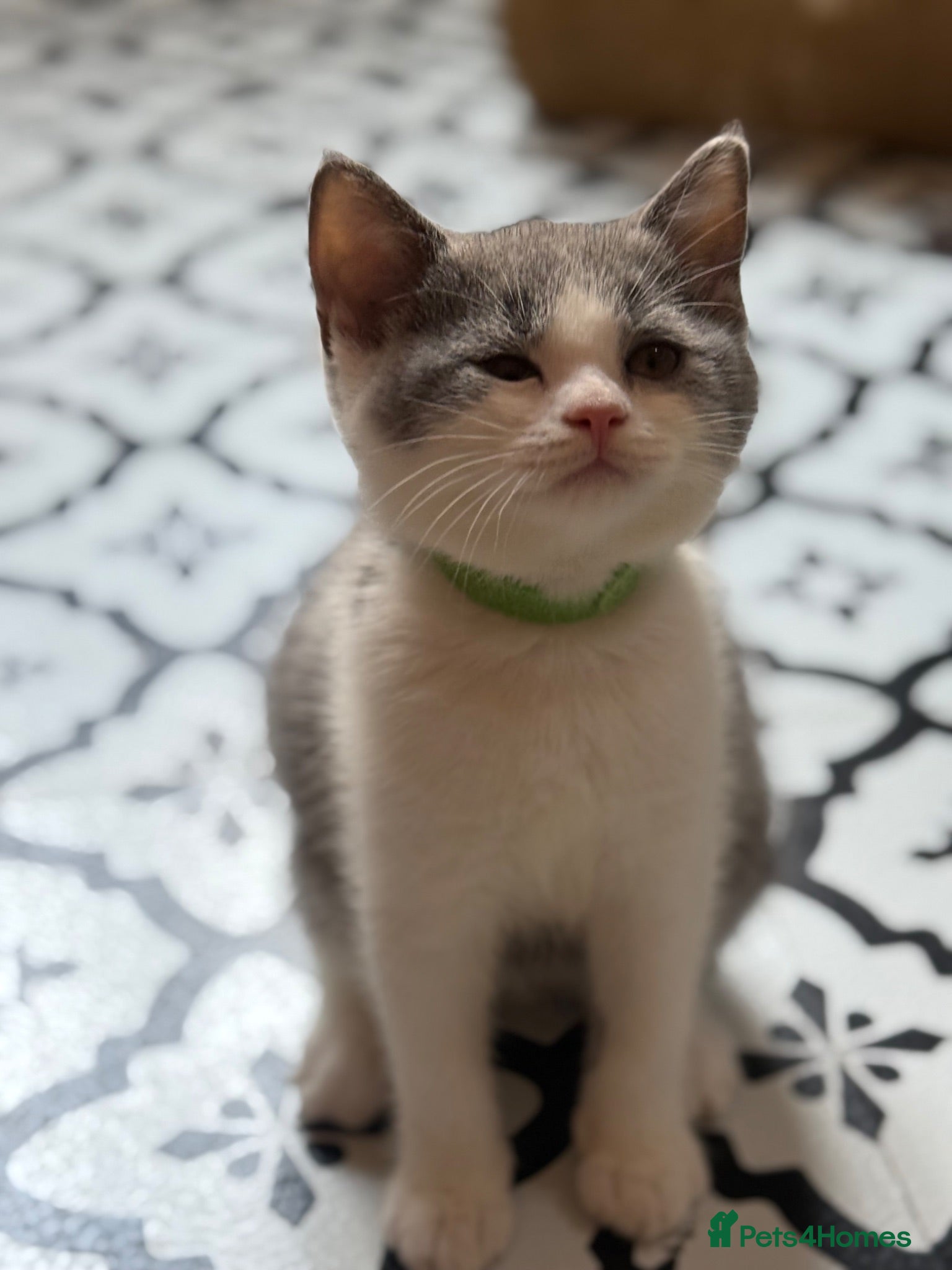 British Shorthair cats Summer sale🏆Champion British Shorthair kittens😻 - Advert 1
