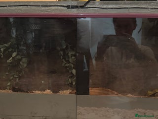 Corn Snake reptiles Male corn snake - Advert 1