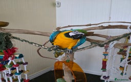Parrots birds for sale: Baby blue and gold macaw  - Image 6