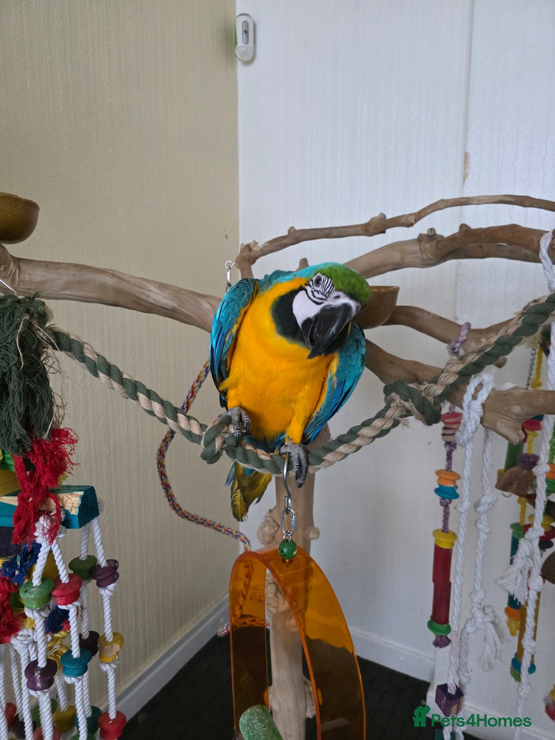 Parrots birds for sale: Baby blue and gold macaw  - Image 6