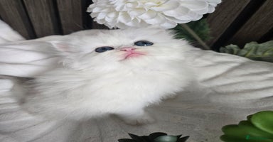 Persian cats - Advert 5