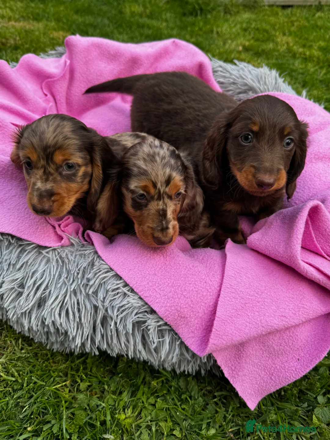 Dachshund dogs for sale: Mini long hair Dachshunds for sale - Advert 1