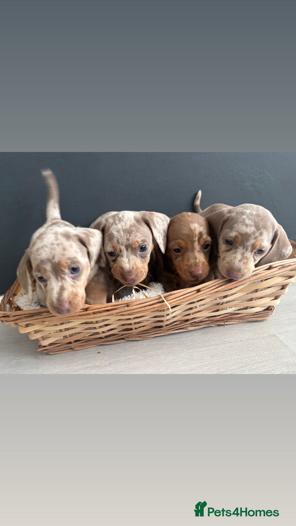 Dachshund dogs Dapple/lilac sausage dogs  - Advert 18
