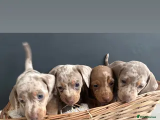 Dachshund dogs Dapple/lilac sausage dogs - Advert 18