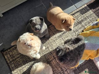 Chow Chow dogs 7 beautiful chow chow - Advert 3