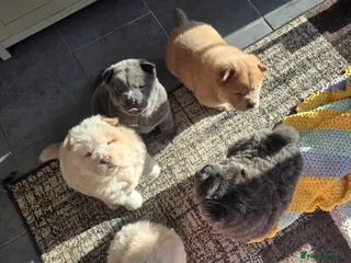 Chow Chow dogs READY TO LEAVE IN A WEEK TIME - Advert 2