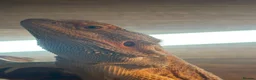 Bearded Dragon reptiles for sale: Bearded Dragon + Full Vivarium Setup in Egham - Advert 2