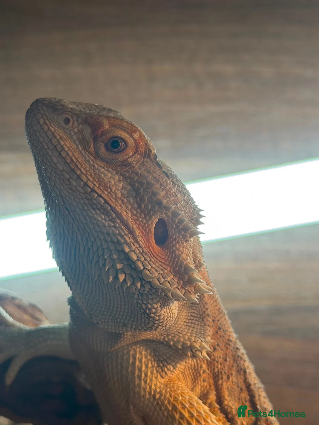 Bearded Dragon reptiles for sale: Bearded Dragon + Full Vivarium Setup in Egham - Advert 2