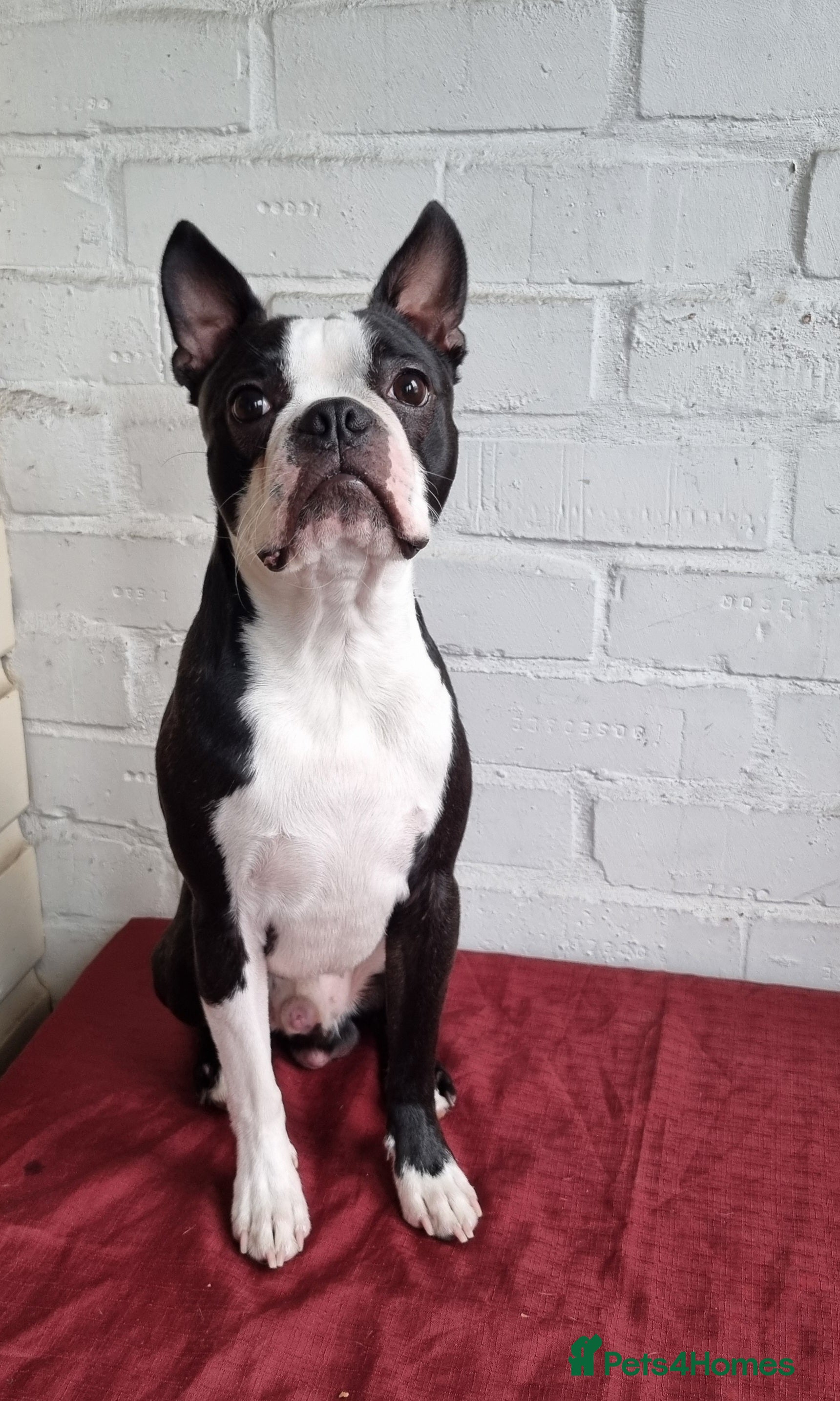 Boston Terrier dogs Proven KC Reg Boston Terrier for Stud - Advert 2