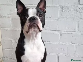 Boston Terrier dogs Proven KC Reg Boston Terrier for Stud - Advert 11