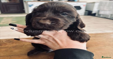 Cocker Spaniel dogs - Advert 10