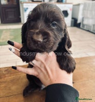 Cocker Spaniel dogs - Advert 9