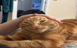 Domestic Shorthair cats for sale: Pumpkin  - Image 5