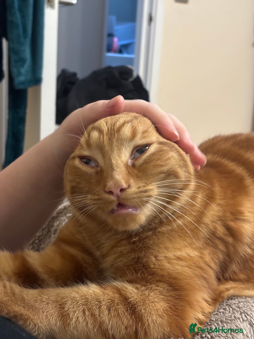 Domestic Shorthair cats for sale: Pumpkin  - Image 5