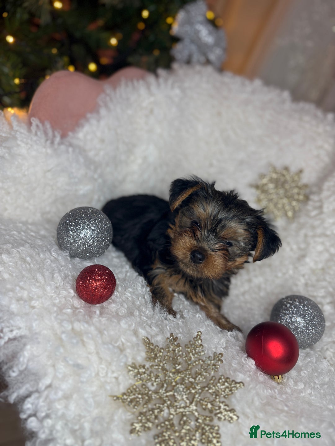 Yorkshire Terrier dogs for sale: Yorkshire puppy - Advert 3