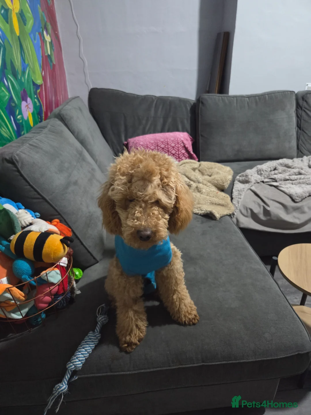 Miniature Poodle dogs for sale: 9 month old minature poodle for rehoming  - Advert 2
