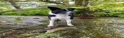 Border Collie dogs for sale: Border collie puppies  - Advert 12
