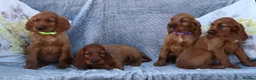 Irish Setter dogs for sale: Adorable lovable irish Setter puppies  - Advert 6