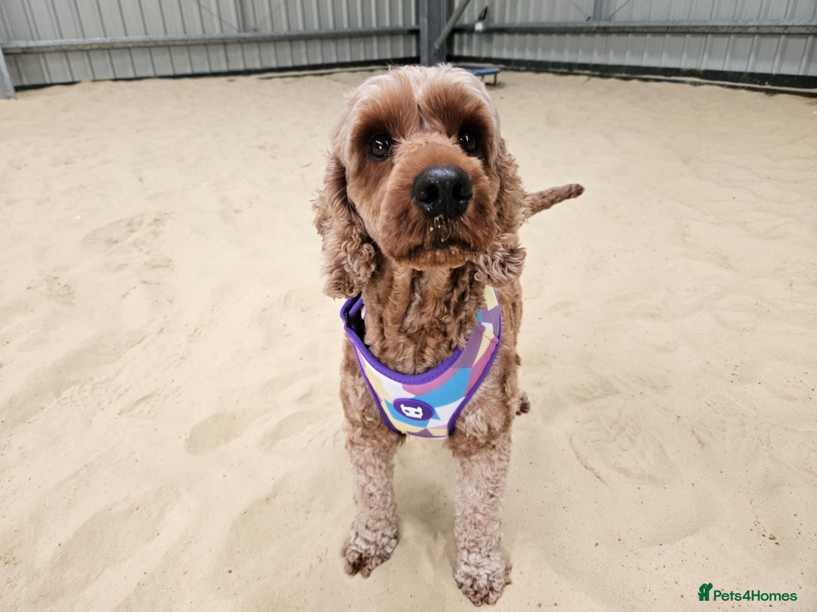 Poodle dogs Luna  - Advert 1