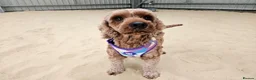 Poodle dogs for adoption: Luna  - Advert 1