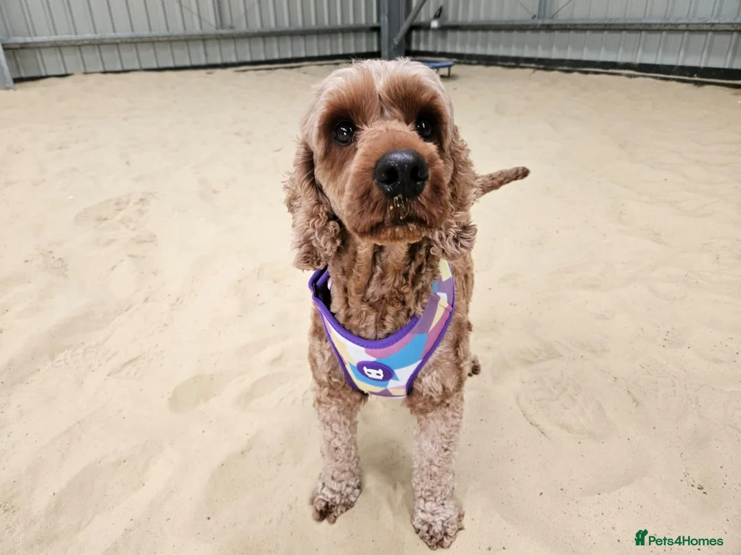 Poodle dogs for adoption: Luna  - Advert 1