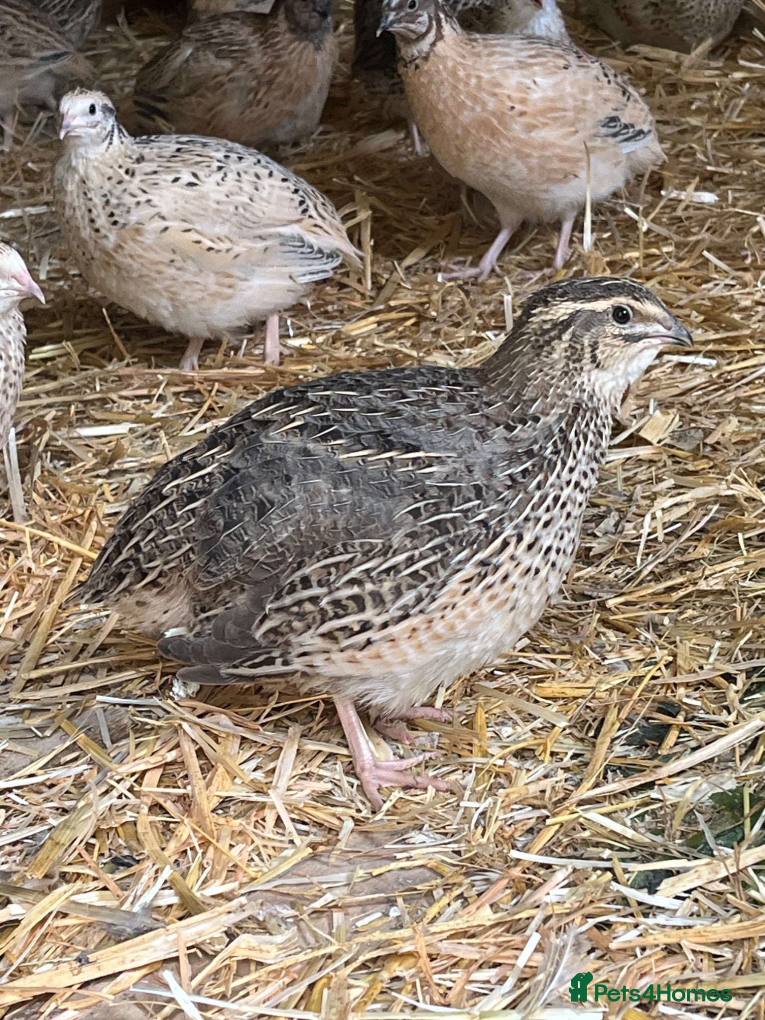 Quail poultry Coturnix & Golden Quail - Advert 1
