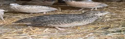 Quail poultry for sale: Coturnix & Golden Quail in Ludlow - Advert 1