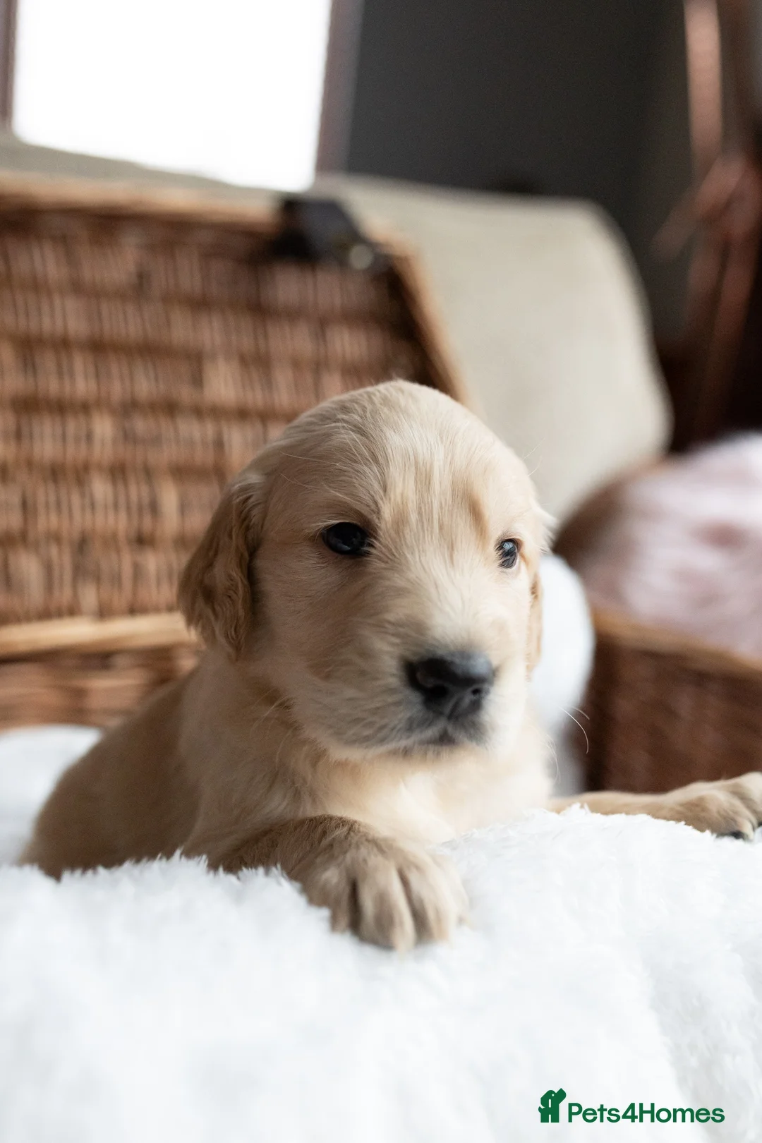 Mixed Breed dogs for sale: Mini Golden retriever ( Dakota sport retriever) - Advert 24