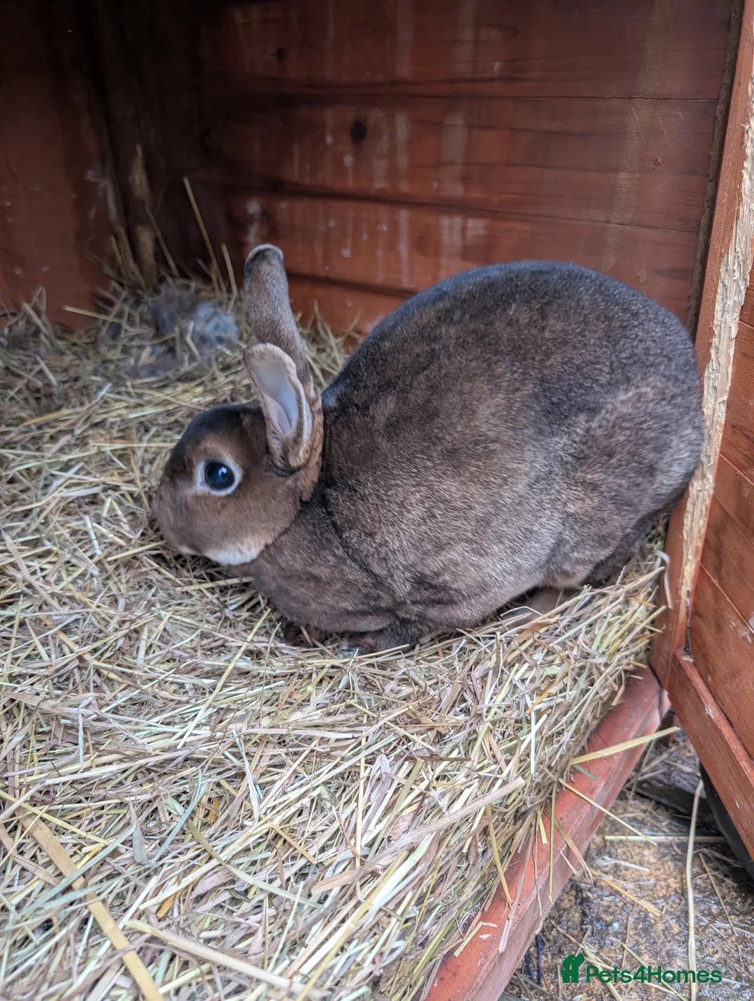 Rex rabbits for sale: Doe rabbit - Advert 2