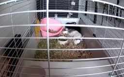 Mixed Breed rabbits for sale: 2 Bunnies with cage and all remaining supplies  - Image 11
