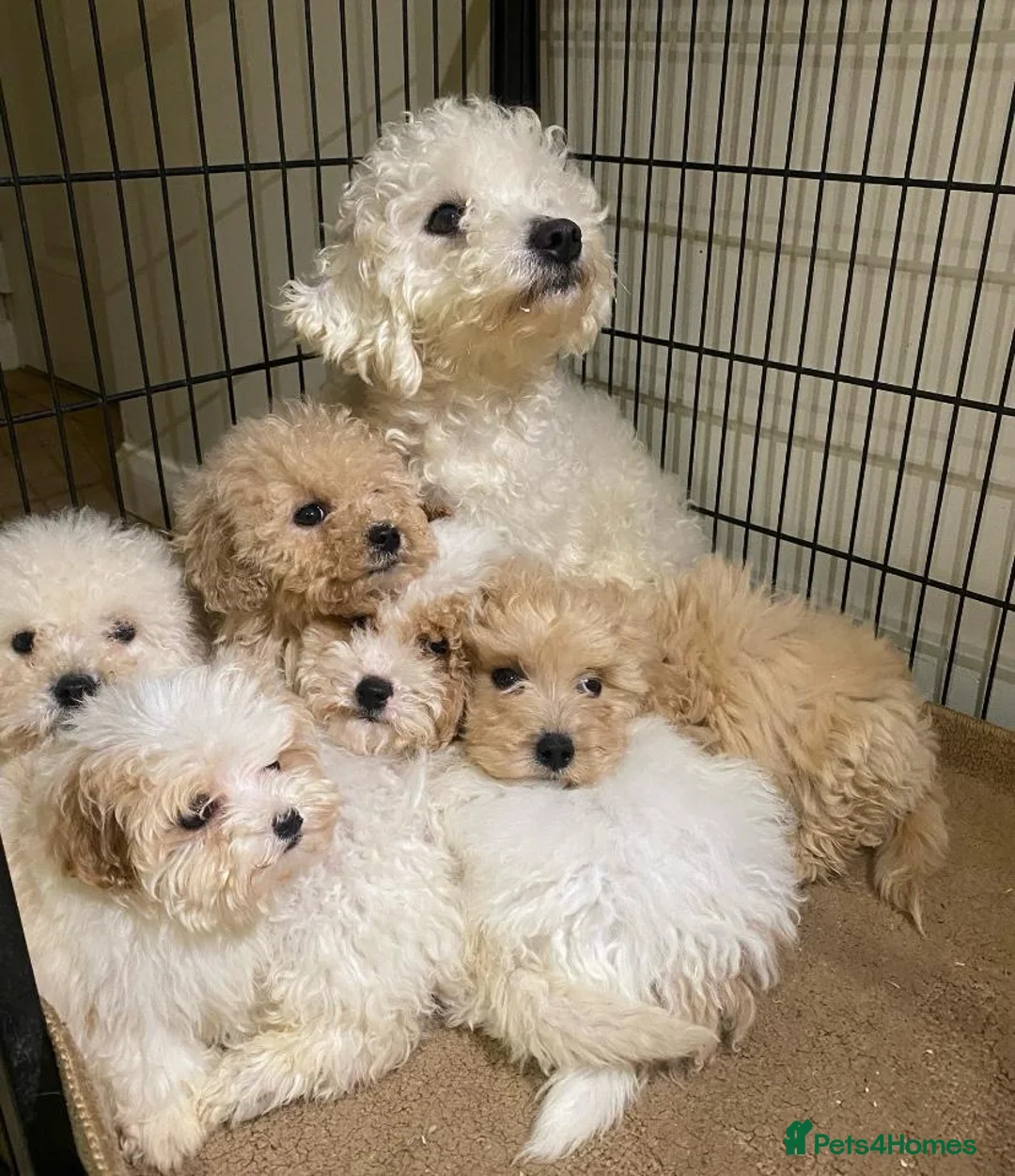 Cavapoo dogs for sale: F2 Cavapoo puppies available  - Advert 2