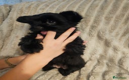 Yorkshire Terrier dogs for sale: SmaltypeYorkshire terrier Chocolate/black IHR.e.V  - Image 11