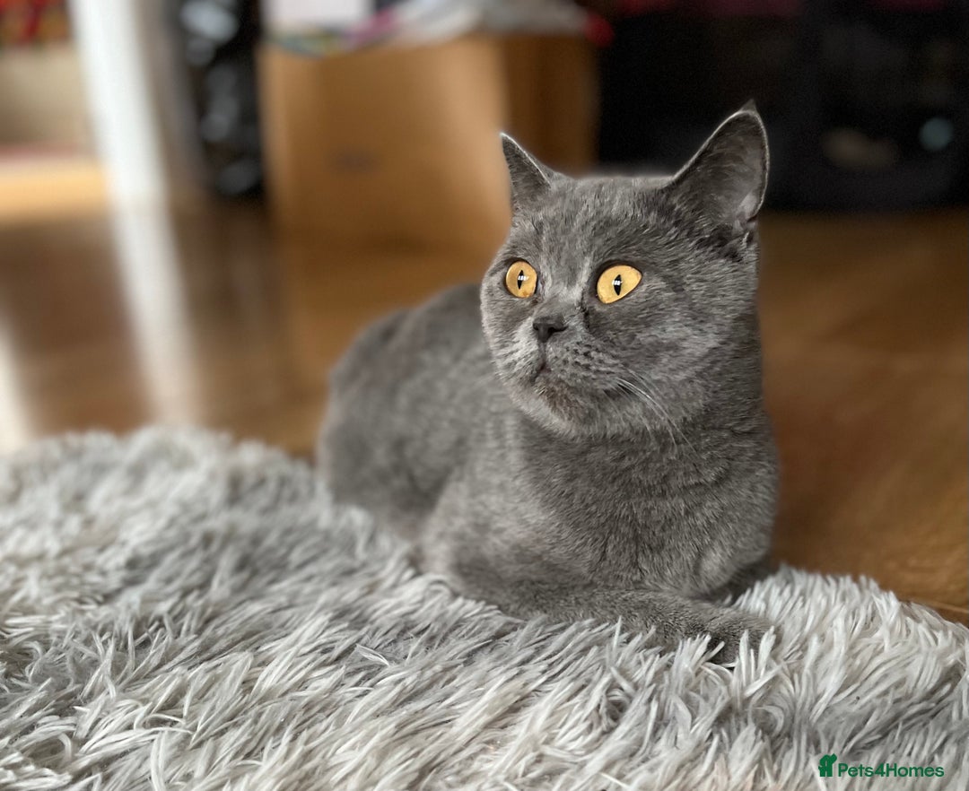 Scottish Fold cats for sale: Sale Scottish and Straight kittens 💗 - Image 12