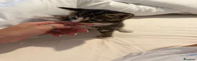 Domestic Shorthair 1