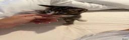 Domestic Shorthair cats for sale: Kittens  Reserve Now for Their Forever Homes - Advert 2
